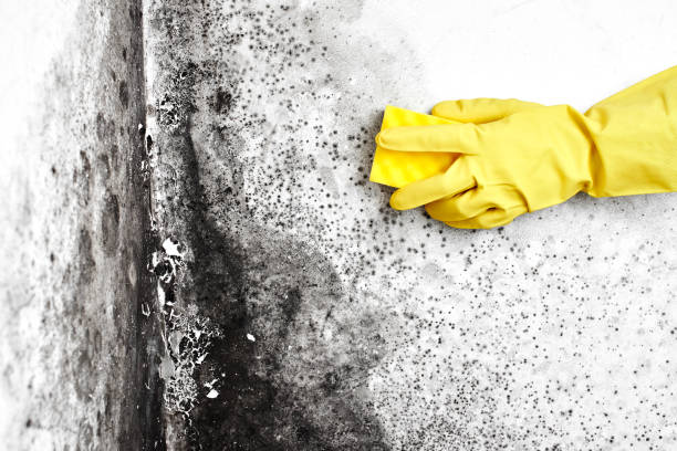 Best Black Mold Removal  in Peekskill, NY