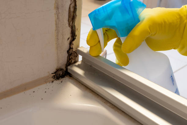 Best Mold Damage Repair  in Peekskill, NY