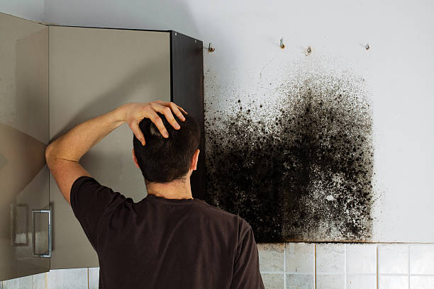 Best Certified Mold Removal  in Peekskill, NY