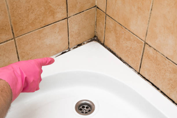 Best Commercial Mold Removal  in Peekskill, NY